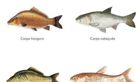 Peixe Catla: Características, Alimentação, Criação e Informação Completa