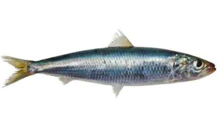 Peixe de sardinha de óleo da Índia: características, dieta, criação e usos