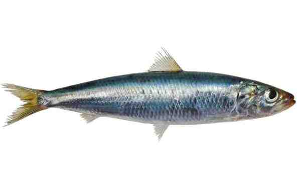 Peixe de sardinha de óleo da Índia: características, dieta, criação e usos