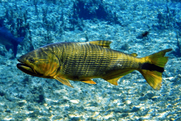 Peixe dourado: características, reprodução, origem, usos e vida útil