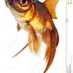 Peixe dourado de olho-celestial: características, dieta, reprodução e usos