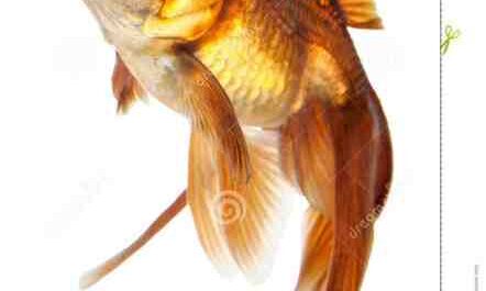 Peixe dourado de olho-celestial: características, dieta, reprodução e usos