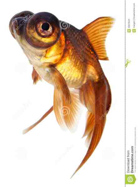 Peixe dourado de olho de bolha: características, dieta, criação e usos