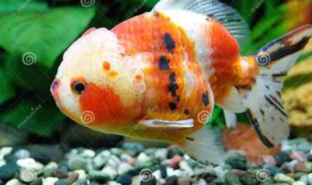 Peixe dourado de Oranda: características, dieta, criação e usos