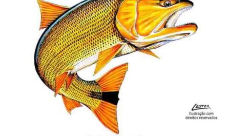 Peixe dourado tamasaba: características, dieta, criação e usos