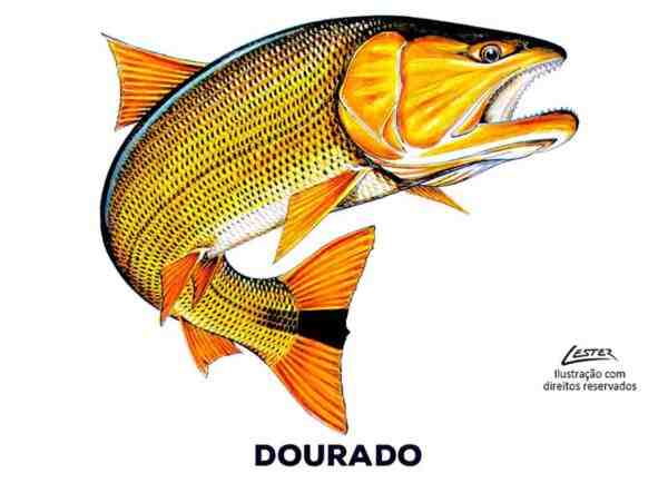 Peixe dourado tamasaba: características, dieta, criação e usos