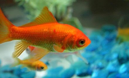 Peixe dourado tosakin: características, dieta, criação e usos
