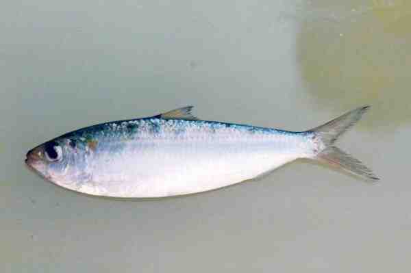 Peixe Goldstripe Sardinella: Características, Dieta, Criação e Usos
