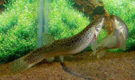 Peixe Loach de Lagoa: Características, Dieta, Criação e Usos