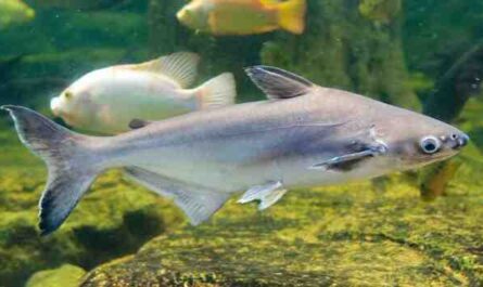 Peixe Pabda: características, alimentação, reprodução e informações completas