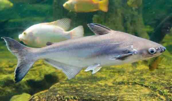 Peixe Pabda: características, alimentação, reprodução e informações completas