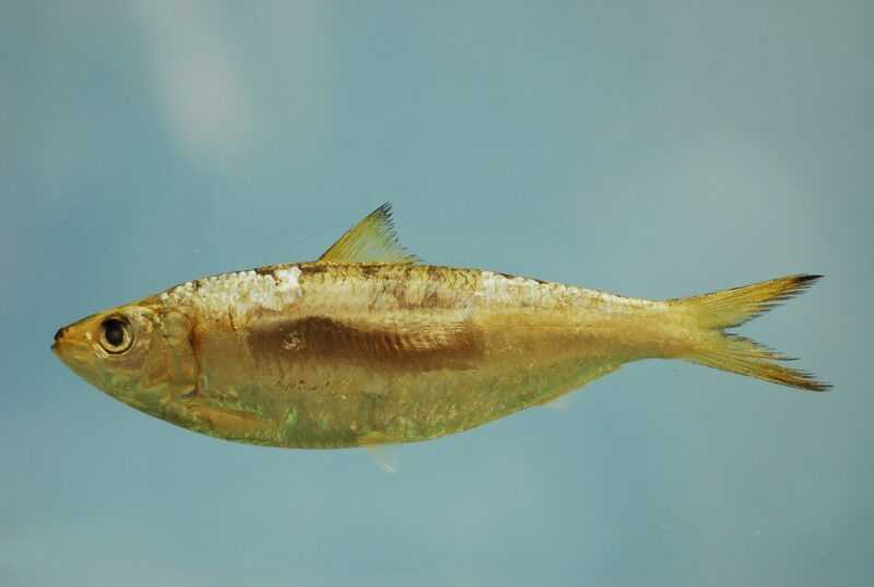 Peixe Sardinella Redondo: Características, Dieta, Criação e Usos