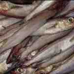 Peixe verdinho: características, dieta, criação e usos