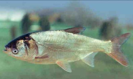 Peixes da carpa prateada: características, alimentação, reprodução e informações completas