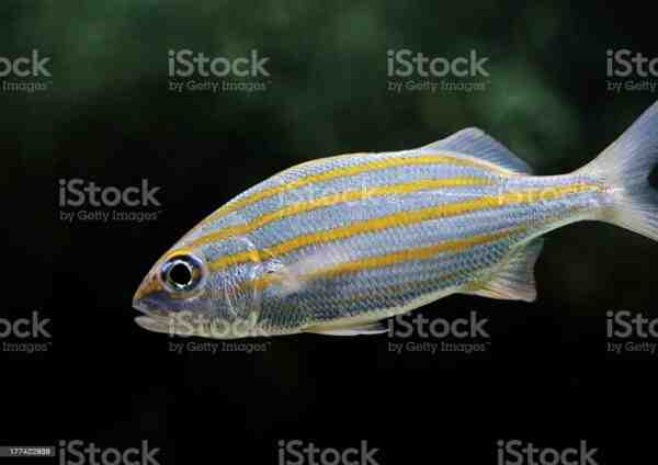 Peixes de listra amarela: características, dieta, criação e usos