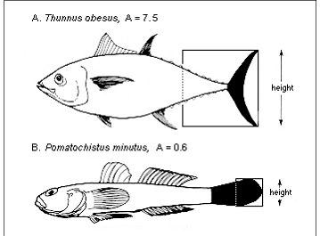 Peixes Mrigal: características, alimentação, reprodução e informações completas