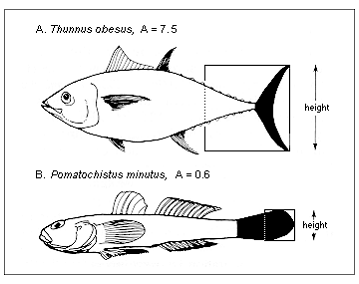 Peixes Mrigal: características, alimentação, reprodução e informações completas