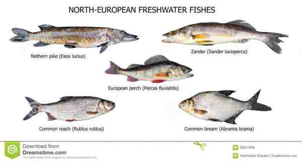 Peixes Sprat Europeus: Características, Dieta, Criação e Usos