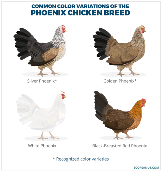 Phoenix Chicken Breed: Características, temperamento e informações completas sobre a raça