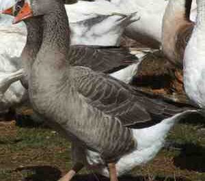 Pilgrim Goose: Características, Origem e Informação da Raça