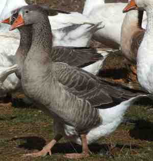 Pilgrim Goose: Características, Origem e Informação da Raça