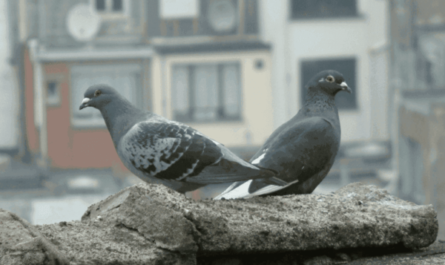 Pombo-copo do oeste da Inglaterra: características e informações sobre a raça