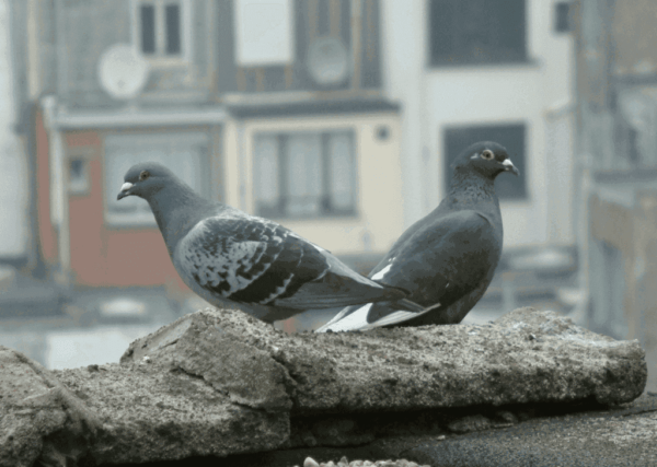 Pombo-copo do oeste da Inglaterra: características e informações sobre a raça
