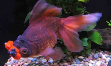 Pompom Goldfish: características, dieta, criação e usos