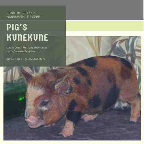 Porco Kunekune: Características, Origem e Informação da Raça