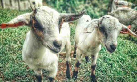 Predadores de cabra: que tipos de predadores atacam cabras