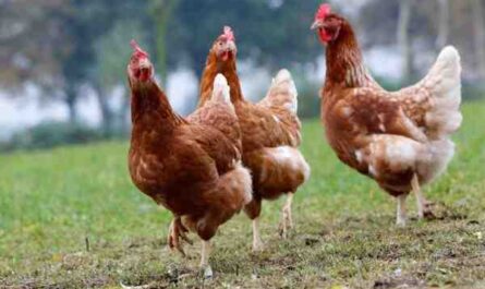 Problemas com galinhas poedeiras: evite problemas comuns com galinhas poedeiras