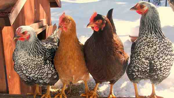 Raças avícolas asiáticas: tipos de galinhas criadas na Ásia