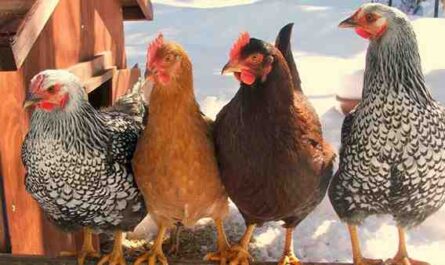 Raças avícolas americanas: raças de galinhas criadas na América