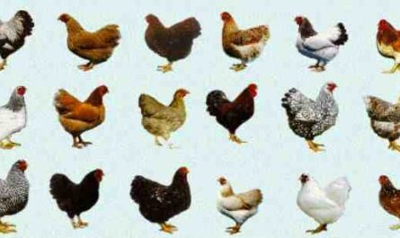 Raças de aves: diferentes raças de galinhas para a agricultura