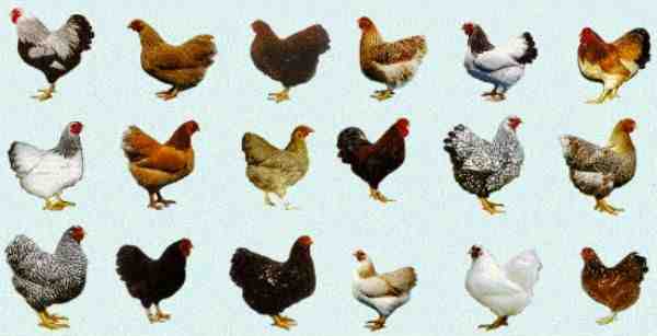 Raças de aves do Mediterrâneo: galinhas criadas na área do Mediterrâneo