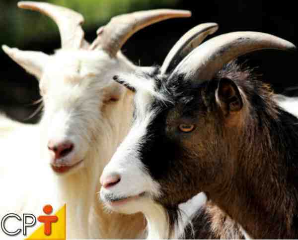 Raças de cabra para carne: as 10 melhores raças para produção de carne