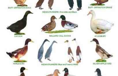 Raças de patos: diferentes raças de patos para agricultura