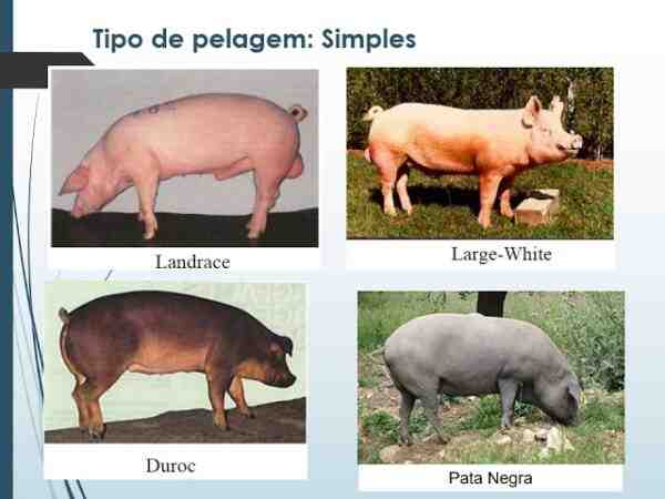 Raças de porcos: as melhores raças para empresas de suinocultura