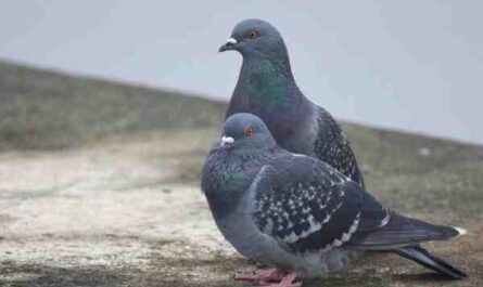 Rock Pigeon: características, usos e informações sobre a raça