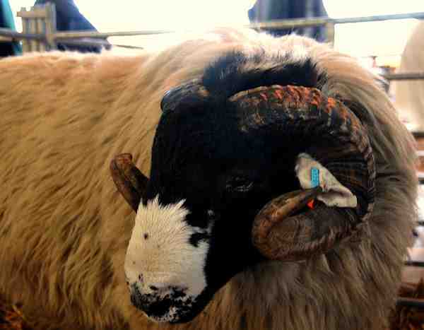 Rough Fell Sheep: características, usos e informações sobre a raça