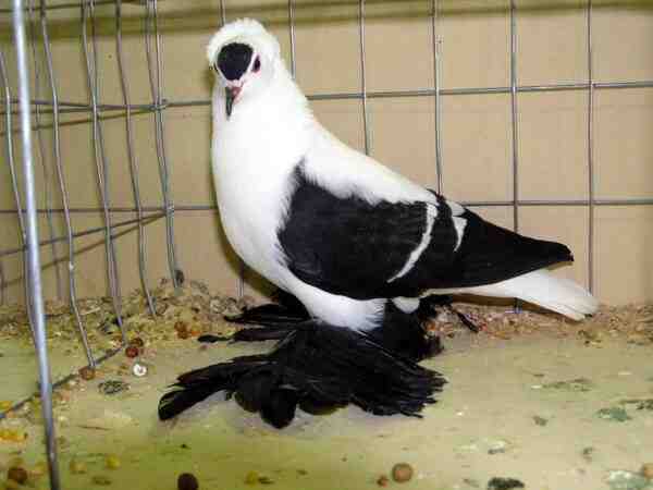 Saxon Fairy Swallow Pigeon: Características e informações sobre a raça