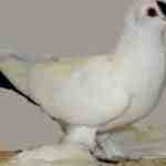 Saxon Spot Pigeon: Características, usos e informações sobre a raça