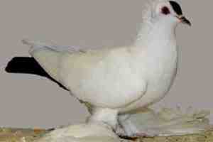 Saxon Spot Pigeon: Características, usos e informações sobre a raça
