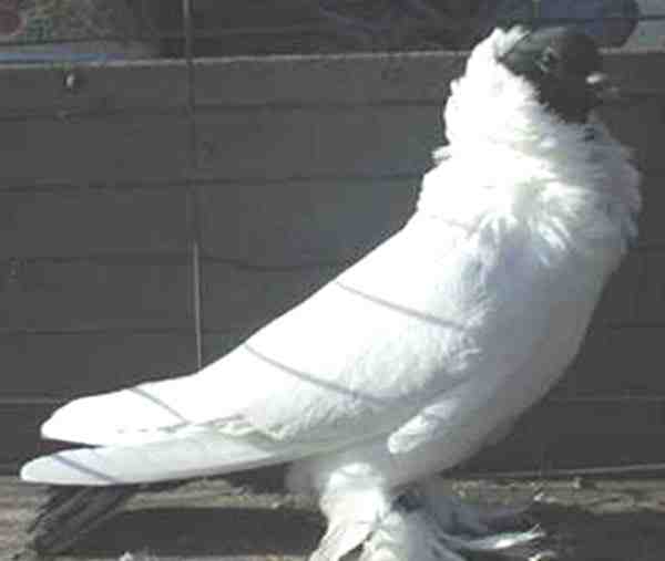 Schmalkalden Moorhead Pigeon: Características e informações sobre a raça