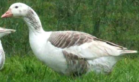 Shetland Goose: Características, Origem e Informação da Raça