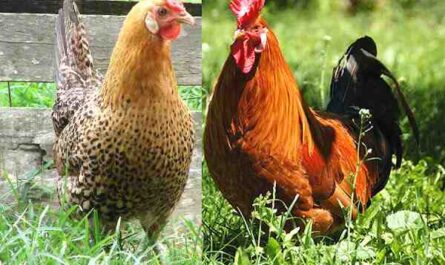 Criação de frangos sicilianos Buttercup: plano de Arranque Para Principiantes