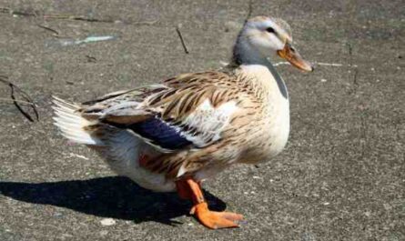 Silver Appleyard Duck: características, usos e informações completas da raça