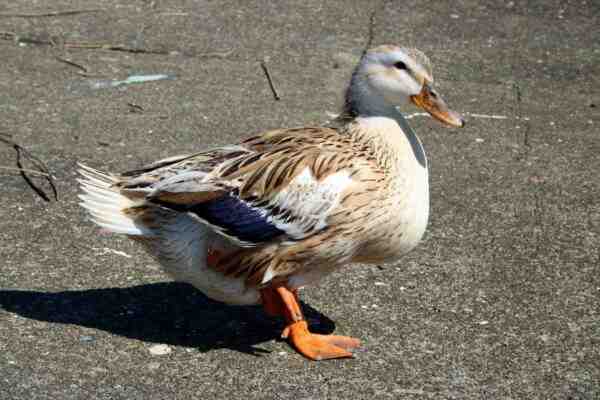 Silver Appleyard Duck: características, usos e informações completas da raça