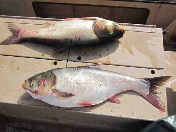 Criação de peixes de carpa prateada: Plano de início de negócios para iniciantes