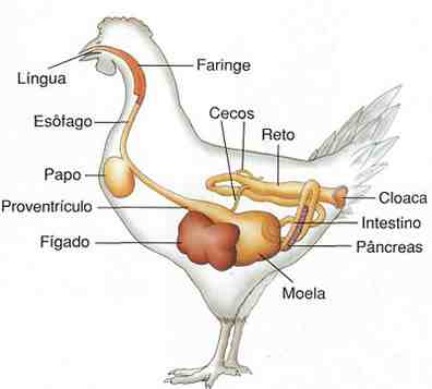 Sistema Digestivo de Frango: O Sistema Digestivo de Aves
